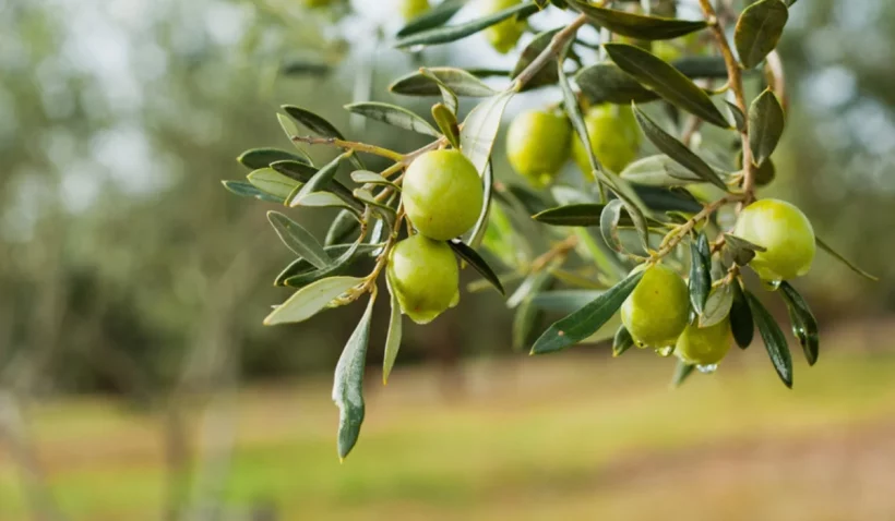 olives